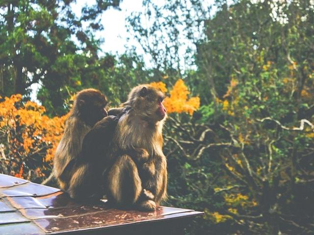 다카사키야마 자연동물원, 이 산에 원숭이가 산다!