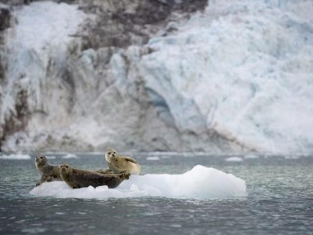 쓰레기통 뒤지는 북극곰…‘기후 위기’ 쇼크 10장면