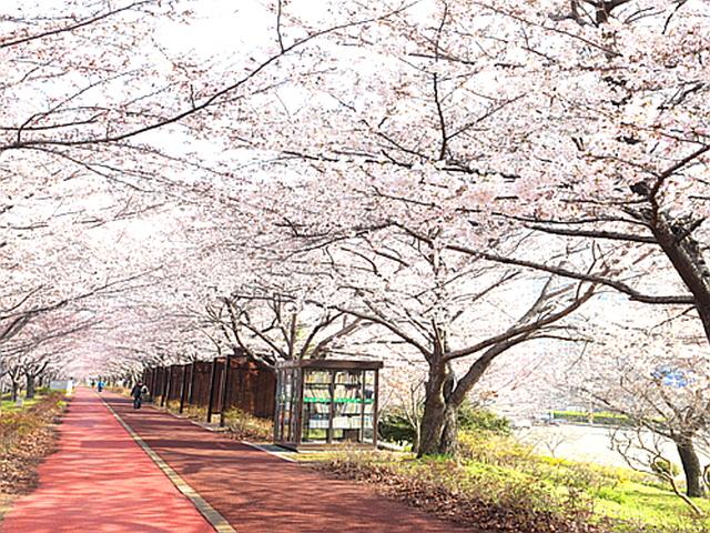[벚꽃 시리즈②: 부산·경남] 조용히 꽃구경하기 좋은 부산·경남 벚꽃 명소 5선