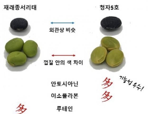 “검정콩 ‘청자5호’ 비만 막고 혈당 상승 억제”
