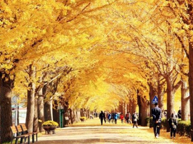 ‘가을의 전설’… 황금빛 단풍 잎비를 내리는 천년고목 은행나무