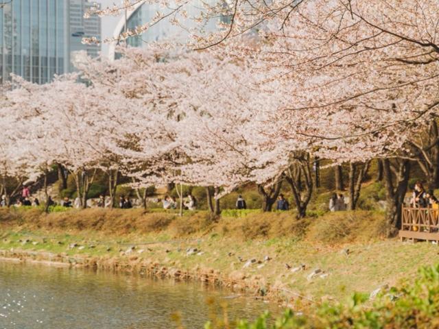 봄나들이갈만한곳 :: 4월에 가야 할 서울 벚꽃 명소 (석촌호수 / <strong>양재천</strong> / 성내천)