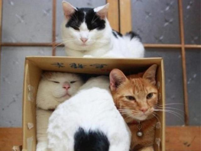 고양이가 <strong>박스</strong>를 좋아하는 이유