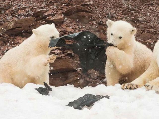 플라스틱 뜯어먹는 아기 북극곰 포착…북극마저 오염되다