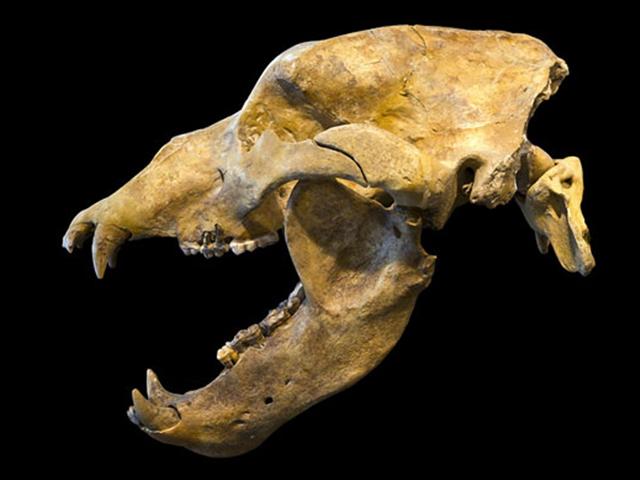 선사시대 유럽에 ‘초식 곰’ 살았다