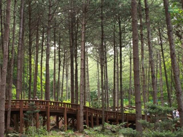 숲속에서 즐기는 힐링, 국내 자연휴양림 추천