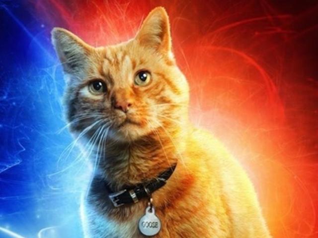 [시네마Y] '캡틴 마블' 구스의 비밀…4마리의 고양이가 연기