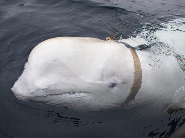 러시아의 비밀 스파이 흰고래?...<strong>무기</strong>로 이용당한 동물들