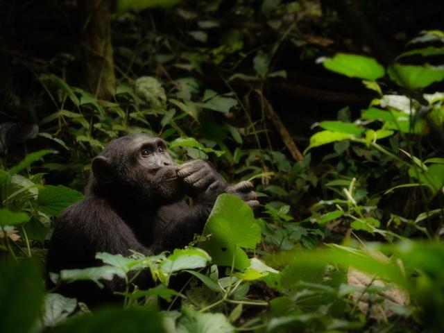 “1970년 이후 산림동물 절반 사라졌다”