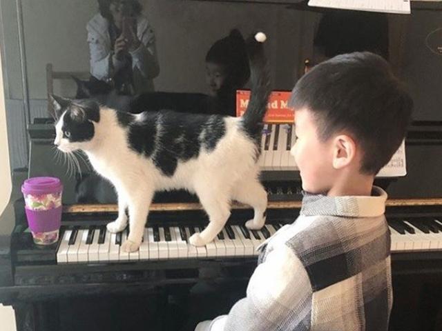 “피아노 센터는 나야옹 냥”.. 피아노 쌤의 관심병 고양이