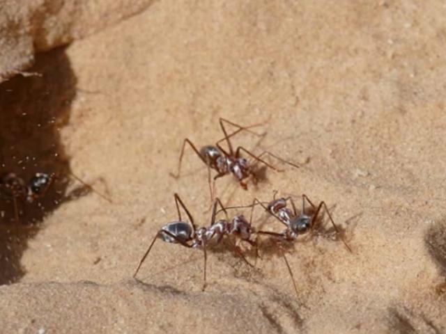 초속 1미터…세계서 가장 빠른 개미가 나타났다