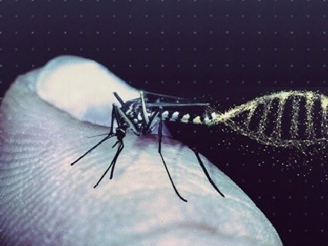 유전자 조작으로 모기를 멸종시켜도 될까?