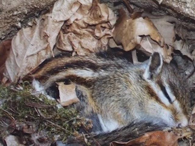 다람쥐가 추위 견디며 겨울잠을 자는 비결