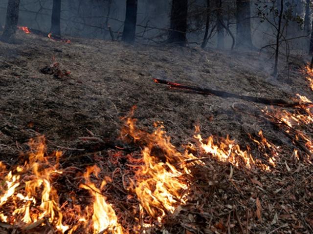 '최악의 산불' 호주, 불 지른 소방관 등 180여명 법적 처벌