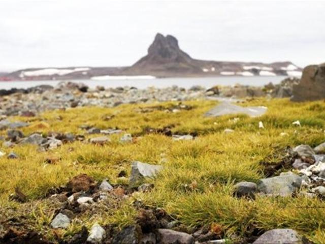 <strong>남극</strong>식물 유전자로 추위·가뭄에 강한 벼 만들었다