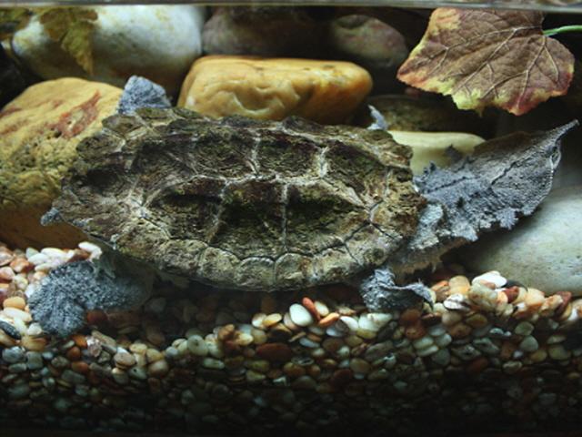 세계서 가장 특이한 거북 ‘마타마타’의 비밀…신종 발견