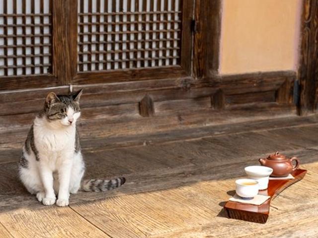고양이 사는 <strong>툇마루</strong>서 차 한잔···인스타 ‘사진 맛집’ 뜨는 옛집
