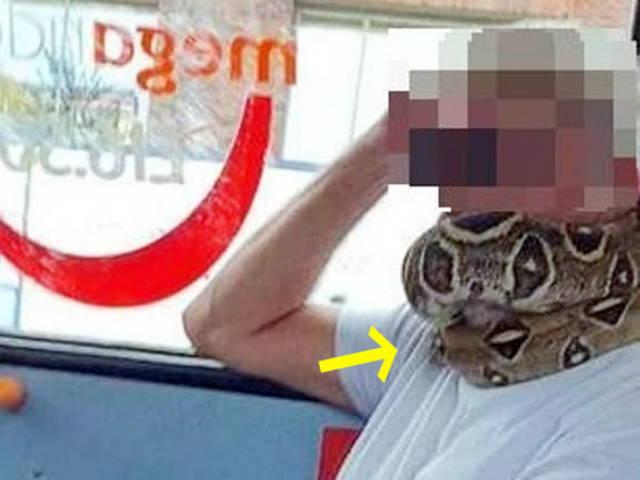 마스크 대신 ‘비단뱀’ 쓰고 버스 탄 기이한 英 승객 논란