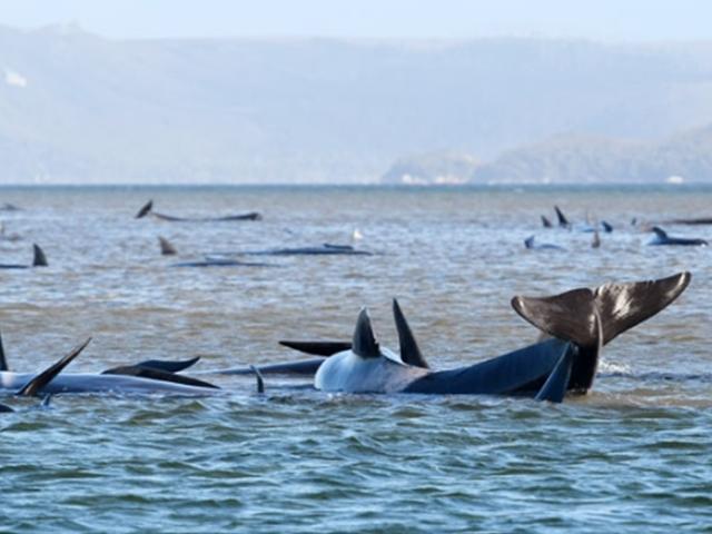 호주 해안서 90마리 고래 떼죽음… ’집단 자살’의 슬픈 미스터리