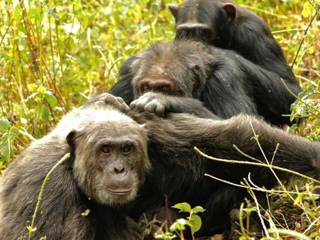 [사이언스샷] <strong>침팬지</strong>도 나이 들면 우정이 깊어진다