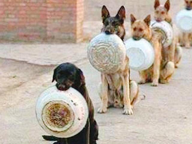 ‘예비 경찰’ 강아지들의 귀염 뽀짝한 급식 현장 모습