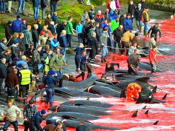 “미개하다” <strong>비판</strong>에도 매년 고래사냥 축제 개최하는 충격적인 나라