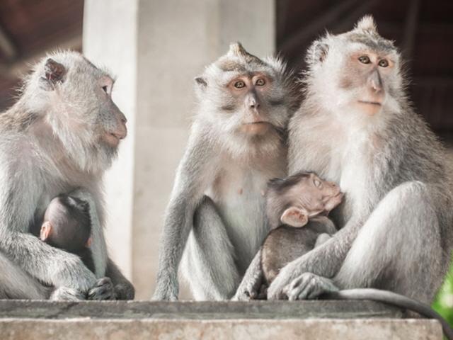 “관광객 물품 강탈하는 원숭이, 비싼 것 구별해 훔친다”