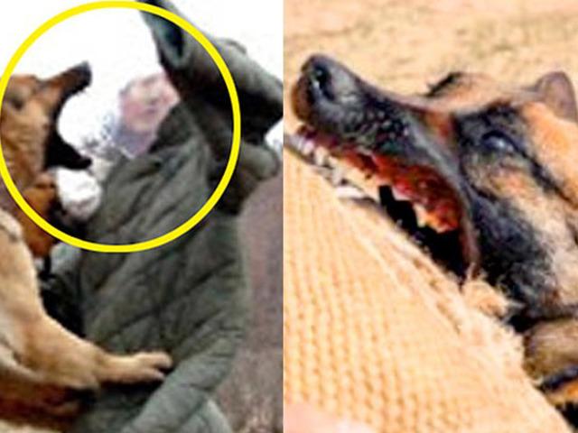‘훈장까지 받았다’ 총알이 양쪽 뒷다리에 박혔던 강아지의 최근자 모습