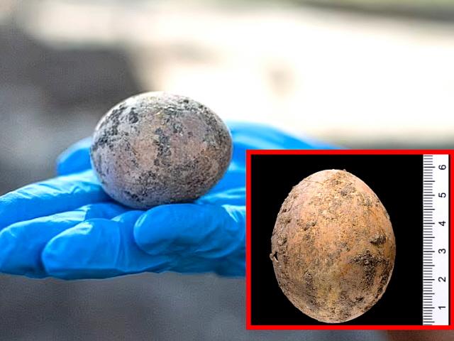 인분 속에 완벽 보존된 1000년 전 달걀, 이스라엘서 발굴