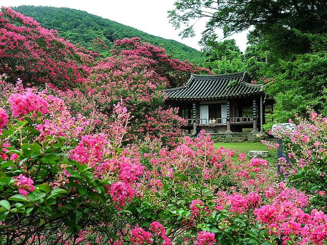 진분홍 배롱나무꽃으로 수놓은 황홀한 여름, 담양 명옥헌 원림