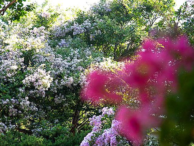 세번 피고 지는 배롱나무…4가지색 '여름 꽃잔치' 명소는?