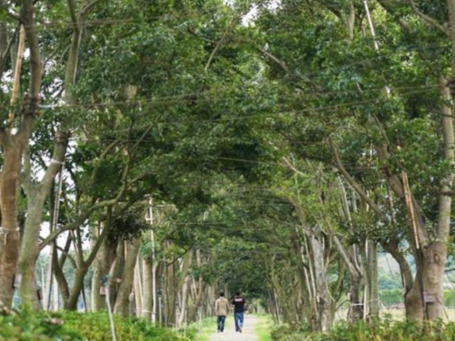 팽 당할 처지 700그루 팽나무, 이 섬으로 이주해 ‘명품숲’ 됐다