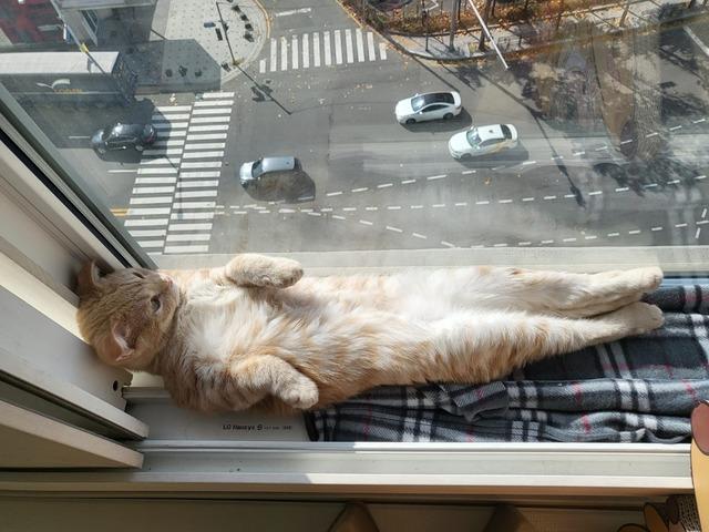 다리 꼬고 누워 창밖 풍경 감상하는 고양이.."집사야 날씨가 좋구나!"