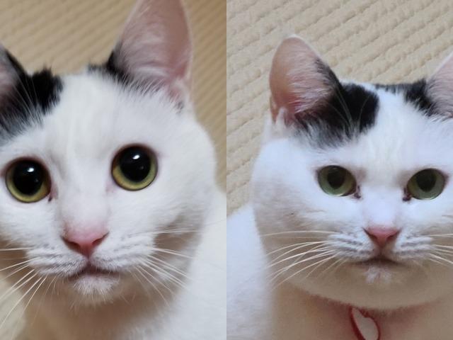 '두 사진이 정말 같은 애?' 여름과 겨울이 확다른 고양이