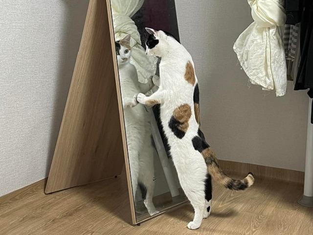 "짜릿해! 늘 새로워~"… 거울 속 자기 미모에 반한 고양이