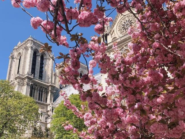 파리, 런던, 독일, 일본, 호주에서 즐기는 랜선 <strong>벚꽃놀이</strong>