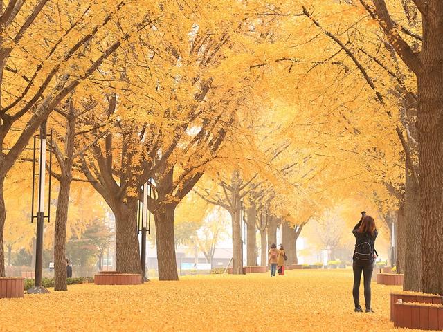 가을이 흠뻑, ‘불멍’만큼 좋은 황금빛 ‘숲멍’