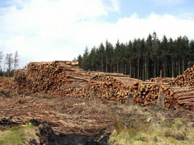 <strong>EU</strong>, 삼림벌채로 파생된 제품의 수출입규제 최종 합의