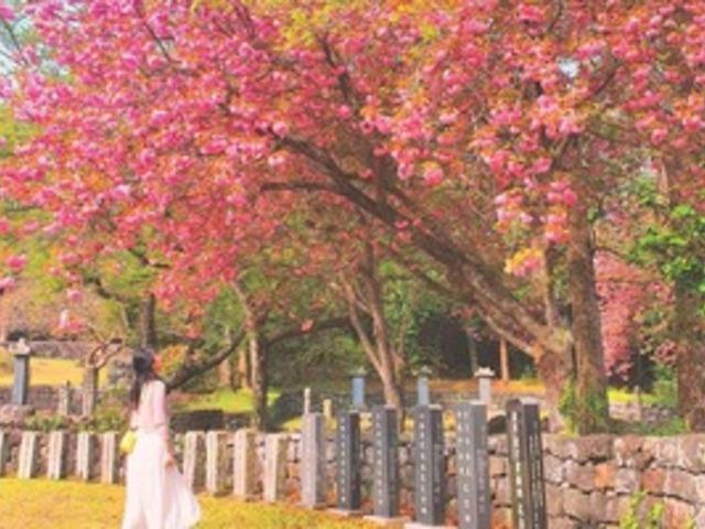 “이른 벚꽃 낙화가 아쉽다면” 4월까지 쭉 볼 수 있는 겹벚꽃 전국 스팟