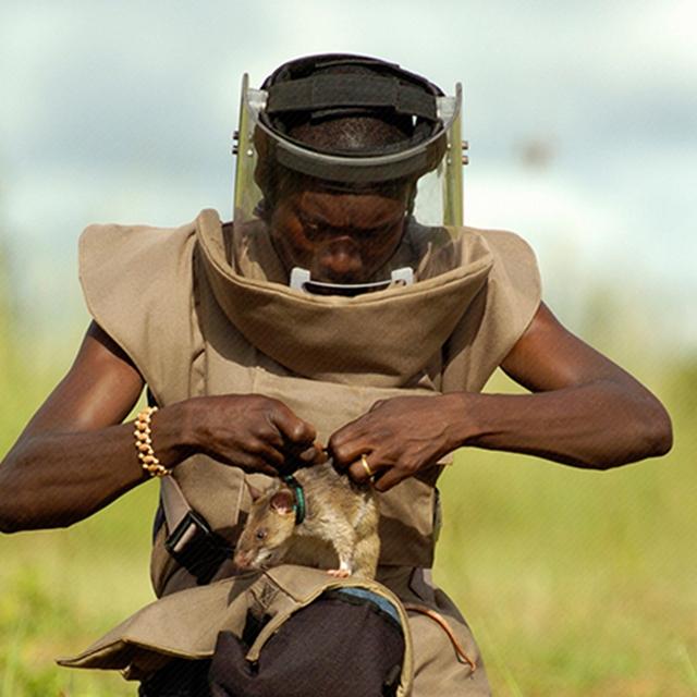 <strong>hero</strong> RATs