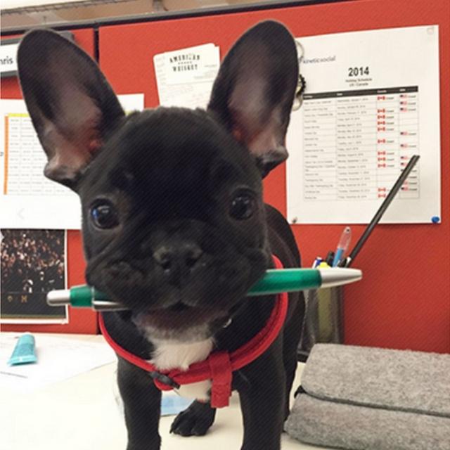 <strong>Take</strong> your dog to work day