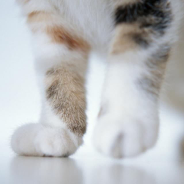 <strong>냥이</strong> 예방접종 어떤게 있나