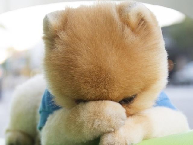 우리 포메, 미용했더니 털이 안나요