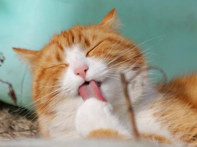 <strong>고양이</strong>가 아플 때 하는 25가지 행동
