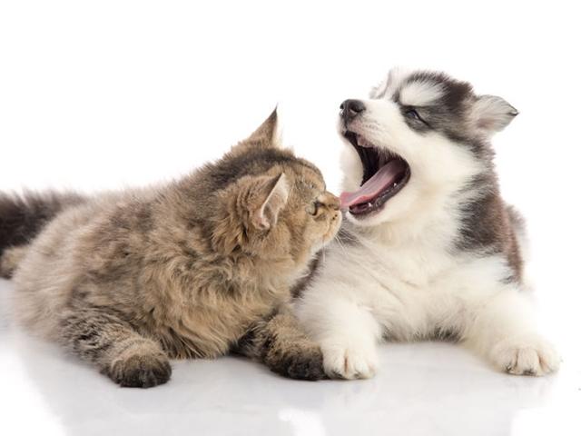 <strong>강아지</strong> <strong>입양</strong> 전 확인해야 할 것 9가지