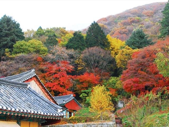 <strong>단풍</strong>나무 숲이 천연기념물로 지정된 사연 - 고창 은사리 <strong>단풍</strong>나무 숲