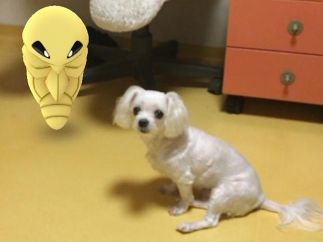 <strong>포켓몬고</strong>에 빠진 주인이 당황스런 개·고양이들