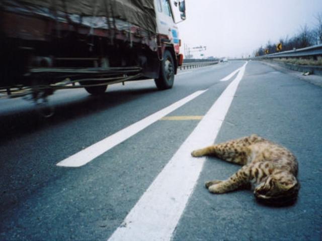 로드킬