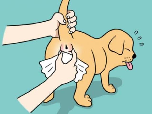 강아지 <strong>항문낭</strong> 왜? 어떻게?