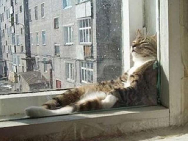 햇살덕후 봄<strong>냥이</strong>
